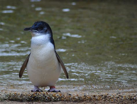 st kilda penguin australia info